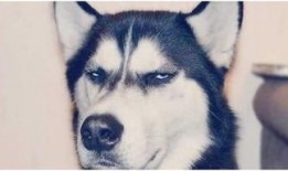 哈士奇起泡胶爆料视频,揭秘宠物用品背后的真相