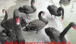 黑天鹅最新技能爆料是什么,颠覆传统，引领未来